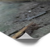 Niedliche Kleintiere | Japanische Affen Poster (Ecke)