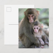 Niedliche Kleintiere | Japanische Affen Postkarte (Vorne/Hinten)