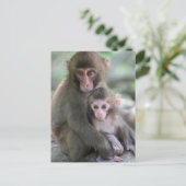 Niedliche Kleintiere | Japanische Affen Postkarte (Stehend Vorderseite)