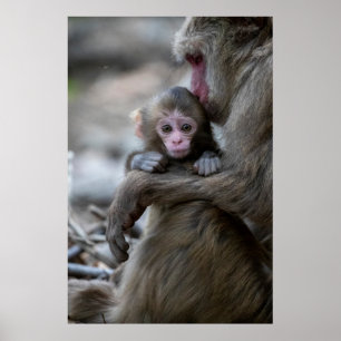 Niedliche Kleintiere   Japanischer Affe & Baby Poster