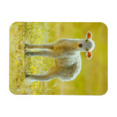 Niedliche Kleintiere | Jungschaf Magnet (Horizontal)