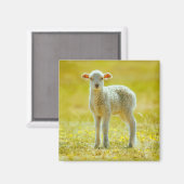 Niedliche Kleintiere | Jungschaf Magnet (Vorderseite/Rückseite)