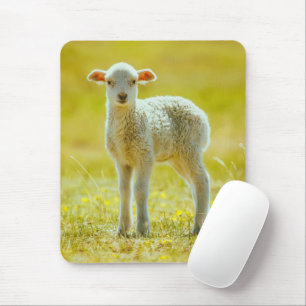 Niedliche Kleintiere Jungschaf Mousepad