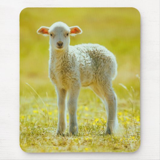 Niedliche Kleintiere | Jungschaf Mousepad (Vorne)