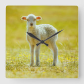 Niedliche Kleintiere | Jungschaf Quadratische Wanduhr (Vorderseite)