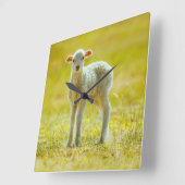 Niedliche Kleintiere | Jungschaf Quadratische Wanduhr (Winkel)