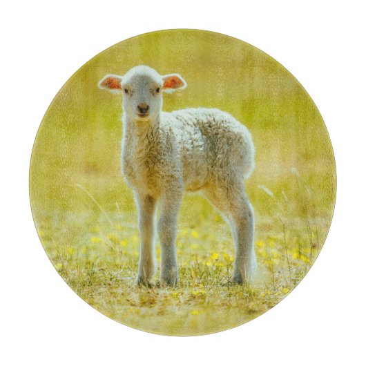 Niedliche Kleintiere | Jungschaf Schneidebrett (Vorderseite)