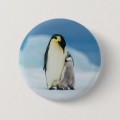 Niedliche Kleintiere | Kaiser Penguin Chick Button (Vorderseite)