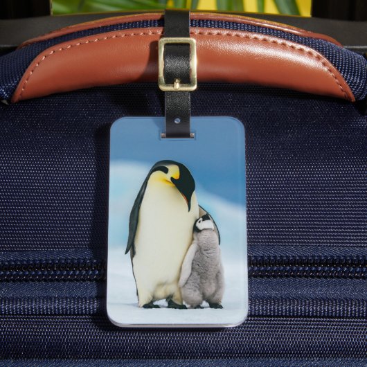 Niedliche Kleintiere | Kaiser Penguin Chick Gepäckanhänger (Vorderseite Insitu 2)