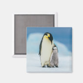 Niedliche Kleintiere | Kaiser Penguin Chick Magnet (Vorderseite/Rückseite)