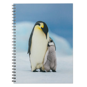 Niedliche Kleintiere   Kaiser Penguin Chick Notizblock