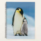 Niedliche Kleintiere | Kaiser Penguin Chick Planer (Vorderseite)