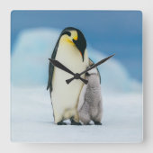 Niedliche Kleintiere | Kaiser Penguin Chick Quadratische Wanduhr (Vorderseite)