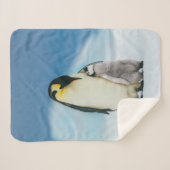 Niedliche Kleintiere | Kaiser Penguin Chick Sherpadecke (Vorderseite (Horizontal))