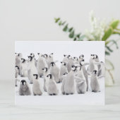 Niedliche Kleintiere | Kaiser Penguin Chicks Dankeskarte (Stehend Vorderseite)