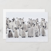 Niedliche Kleintiere | Kaiser Penguin Chicks Dankeskarte (Vorne/Hinten)