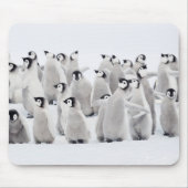 Niedliche Kleintiere | Kaiser Penguin Chicks Mousepad (Vorne)