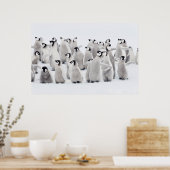 Niedliche Kleintiere | Kaiser Penguin Chicks Poster (Küche)