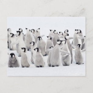 Niedliche Kleintiere   Kaiser Penguin Chicks Postkarte