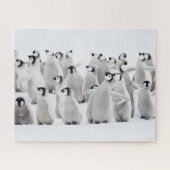 Niedliche Kleintiere | Kaiser Penguin Chicks Puzzle (Horizontal)