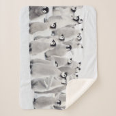 Niedliche Kleintiere | Kaiser Penguin Chicks Sherpadecke (Vorderseite)