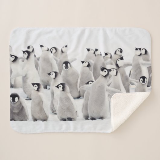 Niedliche Kleintiere | Kaiser Penguin Chicks Sherpadecke (Vorderseite (Horizontal))