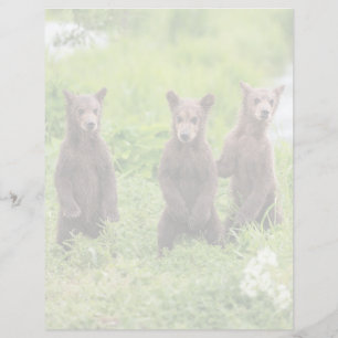 Niedliche Kleintiere Kamchatka Brown Bear Cubs
