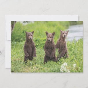 Niedliche Kleintiere Kamchatka Brown Bear Cubs Dankeskarte
