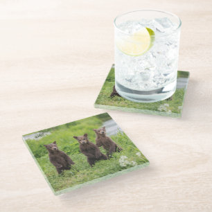 Niedliche Kleintiere   Kamchatka Brown Bear Cubs Glasuntersetzer