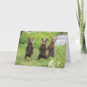Niedliche Kleintiere   Kamchatka Brown Bear Cubs Karte
