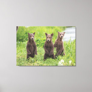 Niedliche Kleintiere Kamchatka Brown Bear Cubs Leinwanddruck