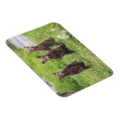 Niedliche Kleintiere | Kamchatka Brown Bear Cubs Magnet (Rechte Seite)