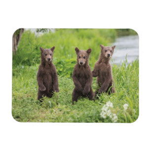 Niedliche Kleintiere   Kamchatka Brown Bear Cubs Magnet