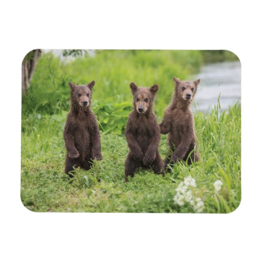 Niedliche Kleintiere | Kamchatka Brown Bear Cubs Magnet (Horizontal)
