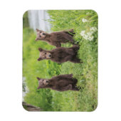 Niedliche Kleintiere | Kamchatka Brown Bear Cubs Magnet (Vertikal)