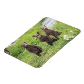 Niedliche Kleintiere | Kamchatka Brown Bear Cubs Magnet (Linke Seite)