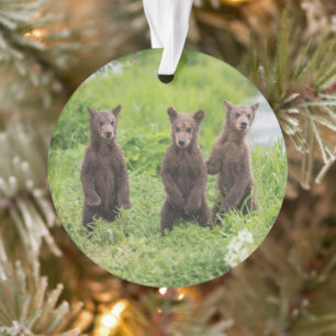 Niedliche Kleintiere   Kamchatka Brown Bear Cubs Ornament