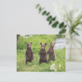 Niedliche Kleintiere | Kamchatka Brown Bear Cubs Postkarte (Stehend Vorderseite)