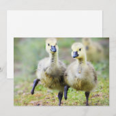 Niedliche Kleintiere | Kanadische Gänse Dankeskarte (Vorne/Hinten)