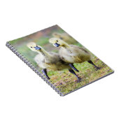 Niedliche Kleintiere | Kanadische Gänse Notizblock (Rechte Seite)