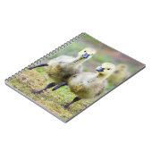 Niedliche Kleintiere | Kanadische Gänse Notizblock (Linke Seite)