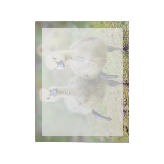 Niedliche Kleintiere | Kanadische Gänse Notizblock (Rotiert)