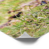 Niedliche Kleintiere | Kanadische Gänse Poster (Ecke)