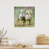 Niedliche Kleintiere | Kanadische Gänse Poster (Küche)