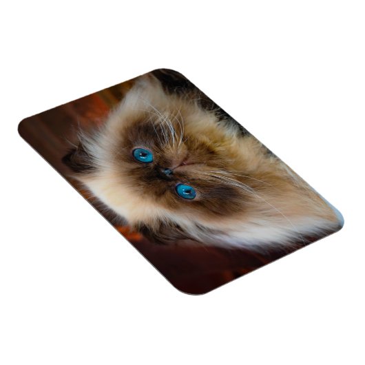 Niedliche Kleintiere | Kat Magnet (Rechte Seite)