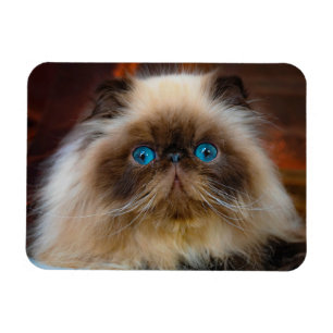 Niedliche Kleintiere   Kat Magnet