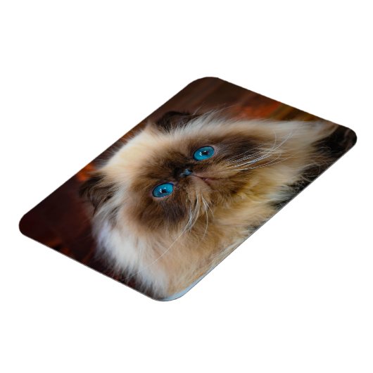 Niedliche Kleintiere | Kat Magnet (Linke Seite)