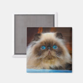 Niedliche Kleintiere | Kat Magnet (Vorderseite/Rückseite)