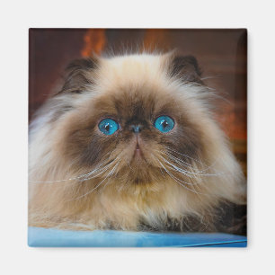 Niedliche Kleintiere   Kat Magnet