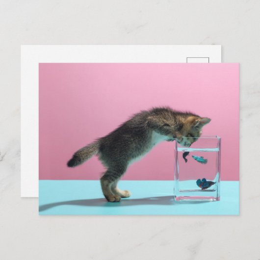 Niedliche Kleintiere | Kätzchen Blick auf Fischsch Postkarte (Vorne/Hinten)